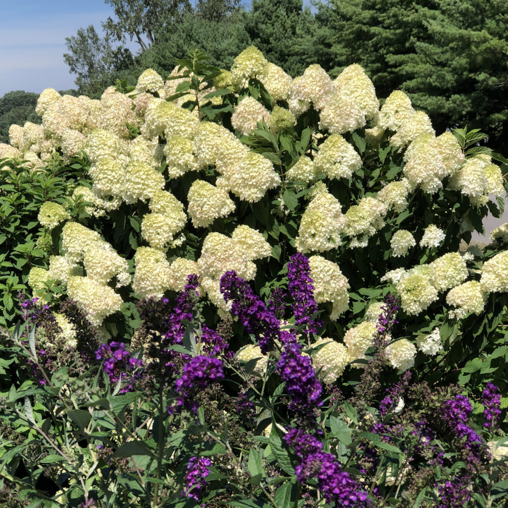 Hydrangea 'Limelight' Garden Crossings