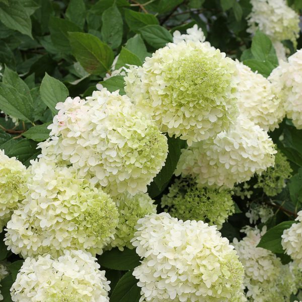 HYDRANGEA LIMELIGHT PANICLE HYDRANGEA