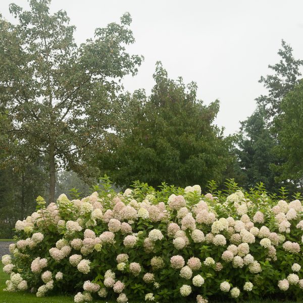 HYDRANGEA LIMELIGHT PANICLE HYDRANGEA