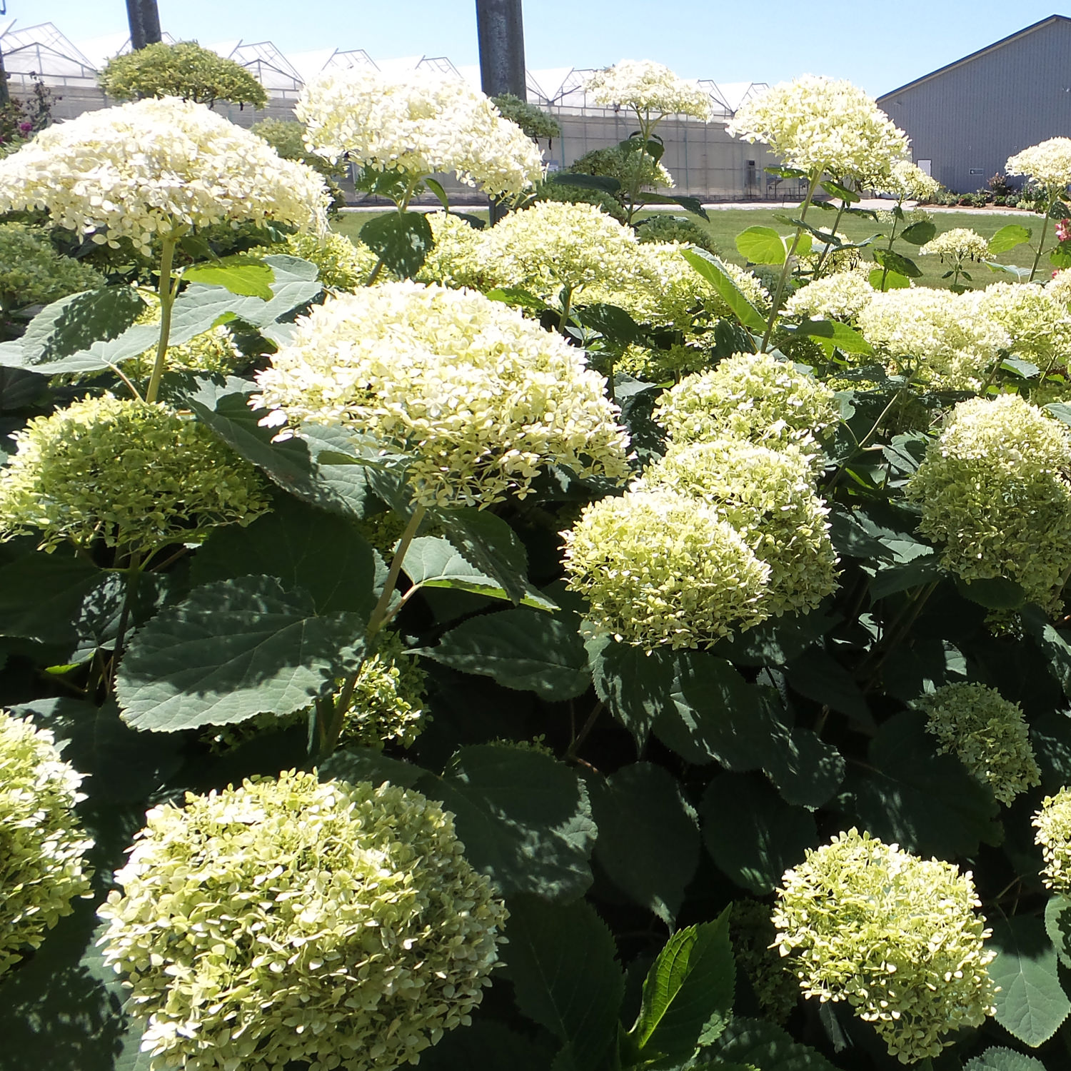 Image of Lime Rickey Hydrangea in Winter