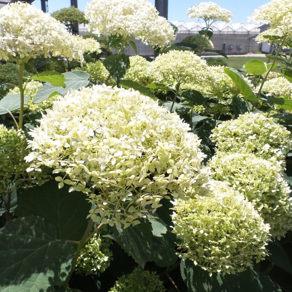 HYDRANGEA LIME RICKEY SMOOTH HYDRANGEA