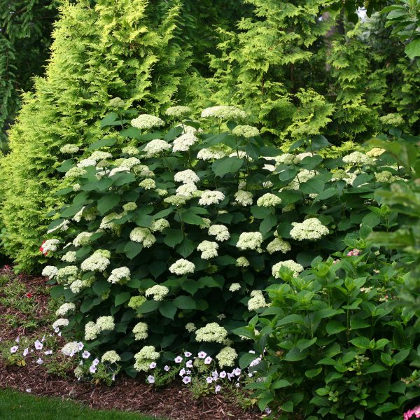 HYDRANGEA LIME RICKEY SMOOTH HYDRANGEA