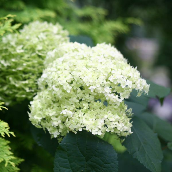 HYDRANGEA LIME RICKEY SMOOTH HYDRANGEA