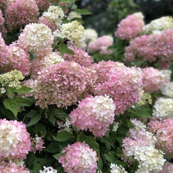 HYDRANGEA LITTLE LIME PANICLE HYDRANGEA