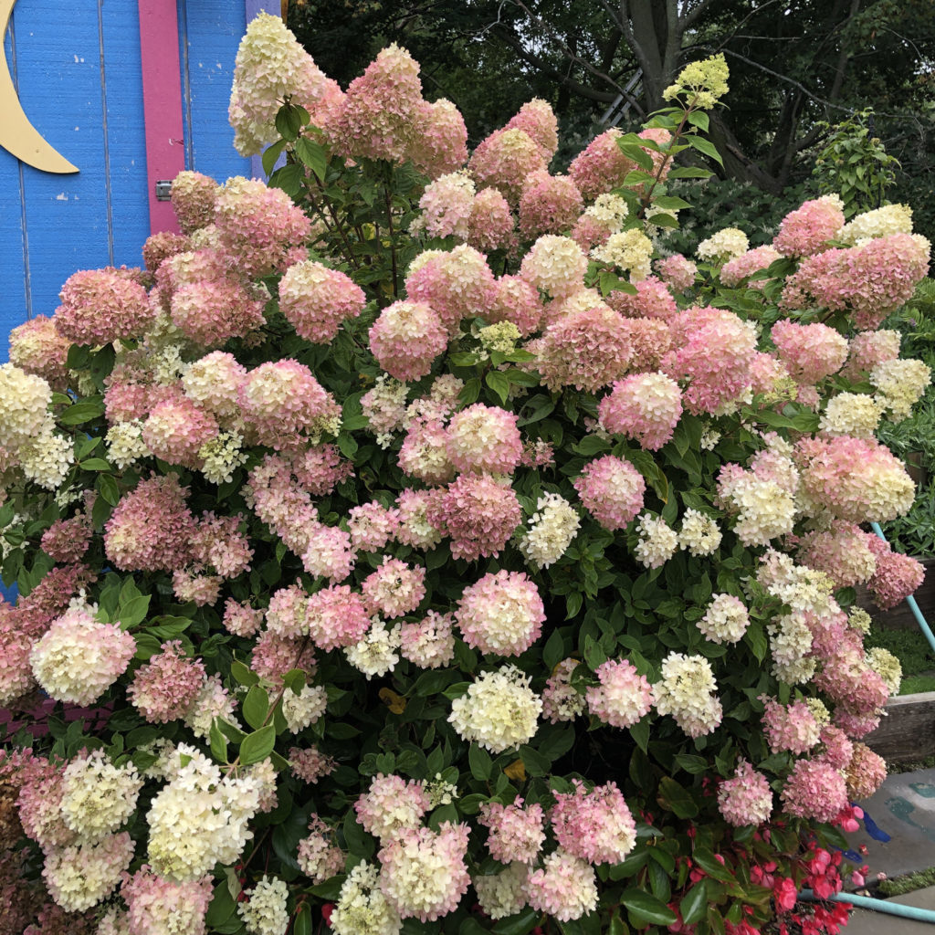 LITTLE LIME® Hydrangea Garden Crossings