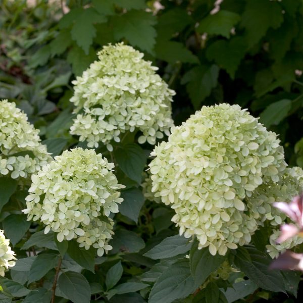 HYDRANGEA LITTLE LIME PANICLE HYDRANGEA