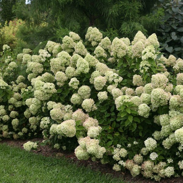 HYDRANGEA LITTLE LIME PANICLE HYDRANGEA