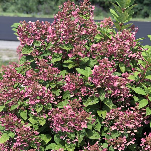 HYDRANGEA LITTLE QUICK FIRE PANICLE HYDRANGEA