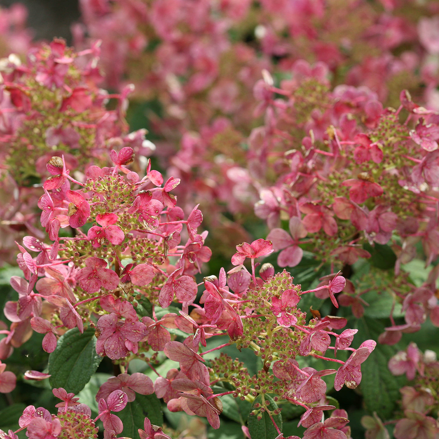 quickfire hydrangea pruning