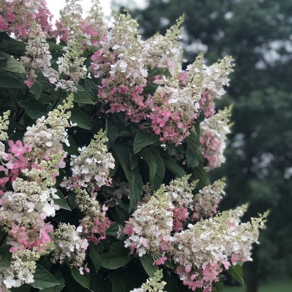 HYDRANGEA PINKY WINKY PANICLE HYDRANGEA