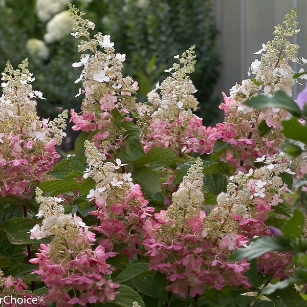 HYDRANGEA PINKY WINKY PANICLE HYDRANGEA