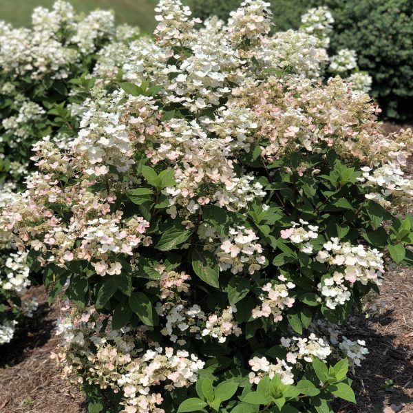 HYDRANGEA QUICK FIRE PANICLE HYDRANGEA