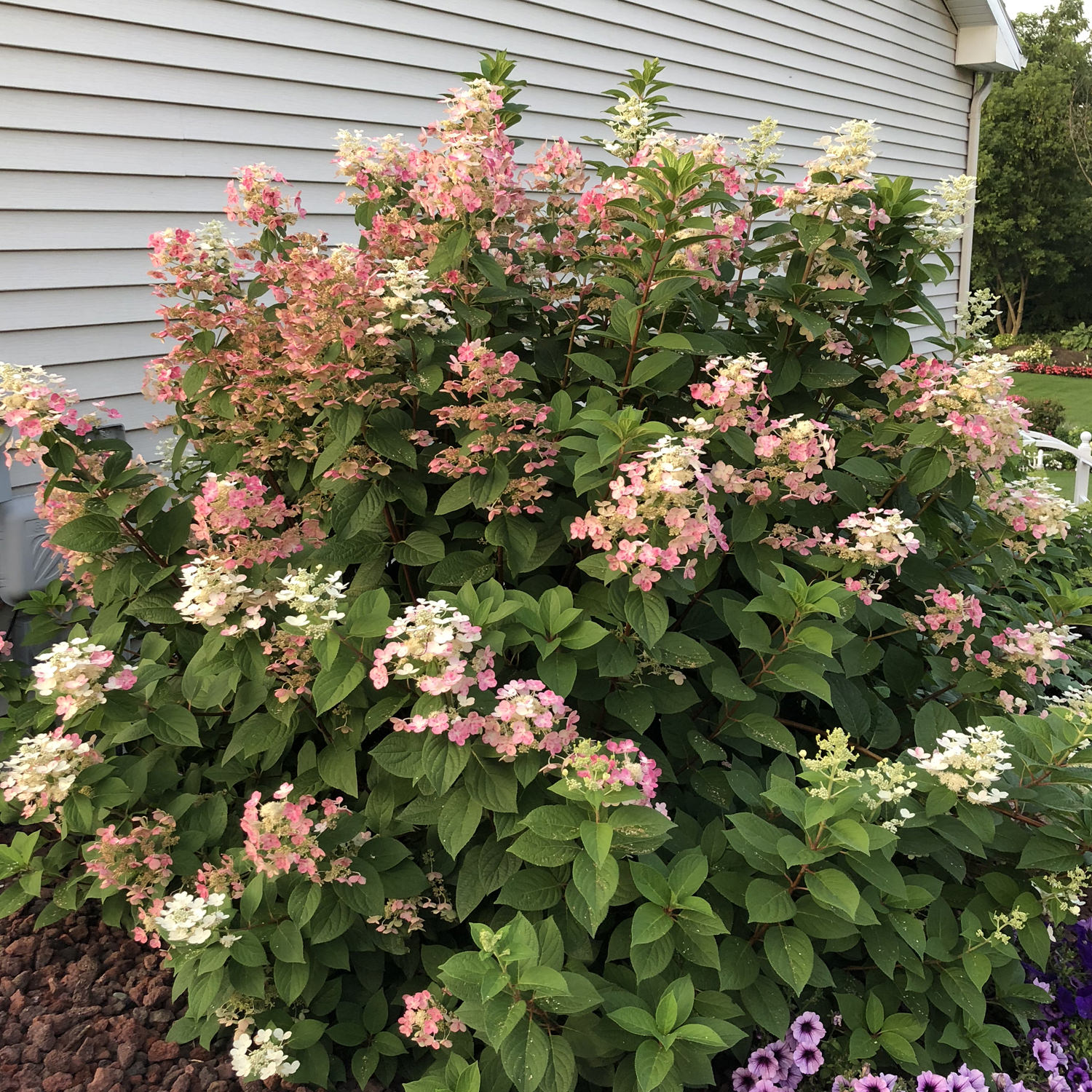 quickfire hydrangea pruning