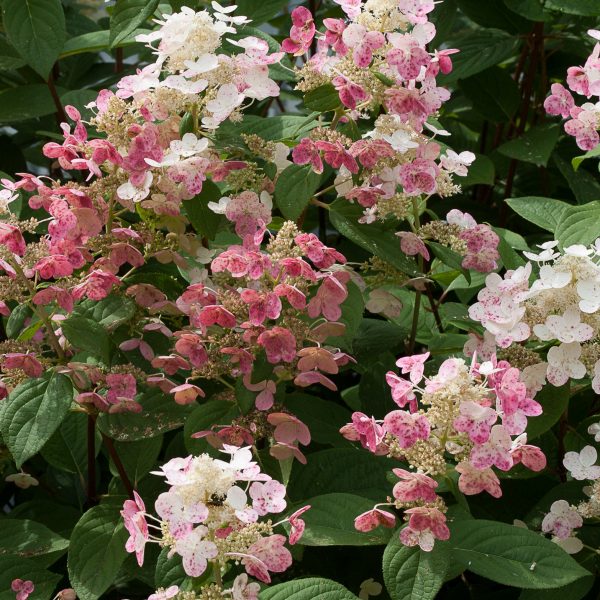 HYDRANGEA QUICK FIRE PANICLE HYDRANGEA