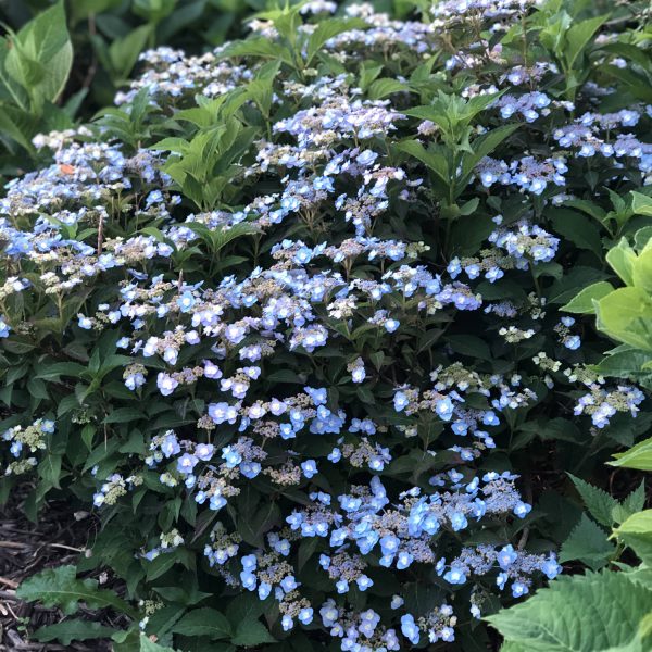 HYDRANGEA TINY TUFF STUFF MOUNTAIN HYDRANGEA