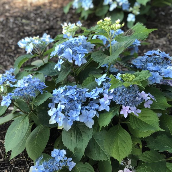 Hydrangea serrata 'Tuff Stuff Ah Ha' (Mountain Hydrangea) - Keeping It  Green Nursery