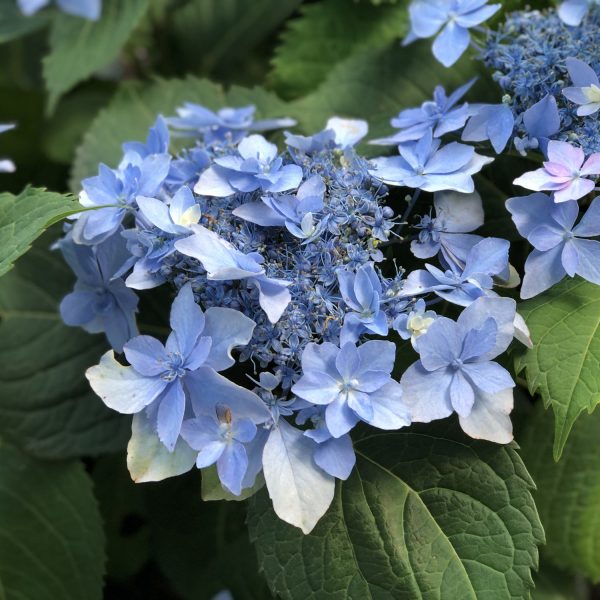 HYDRANGEA TUFF STUFF AH HA BIGLEAF MOUNTAIN HYDRANGEA