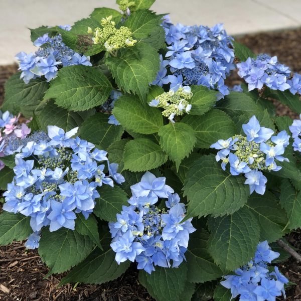 HYDRANGEA TUFF STUFF AH HA BIGLEAF MOUNTAIN HYDRANGEA