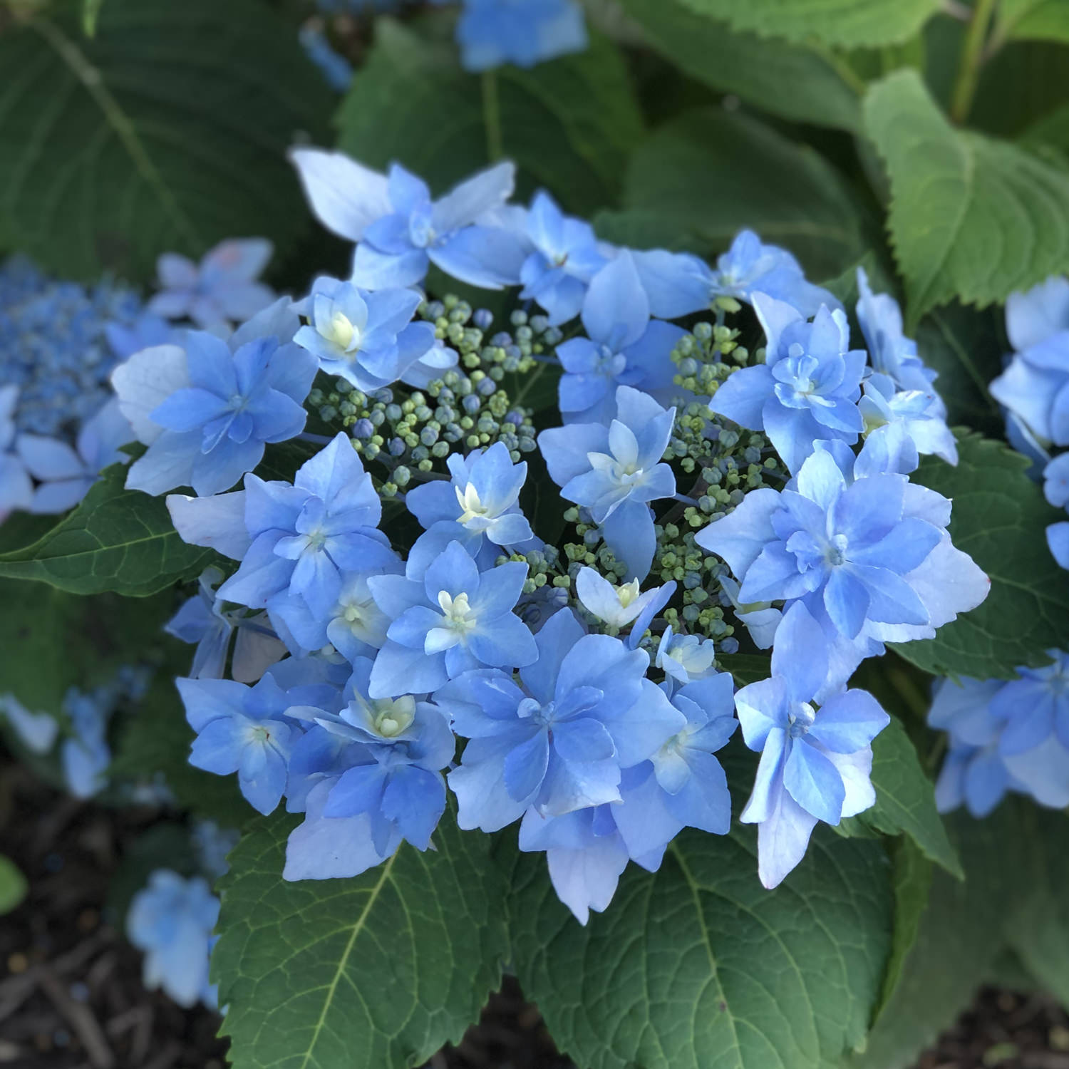 【Hydrangea】 Bluebird Mountain Hydrangea (Hydrangea serrata 'Bluebird