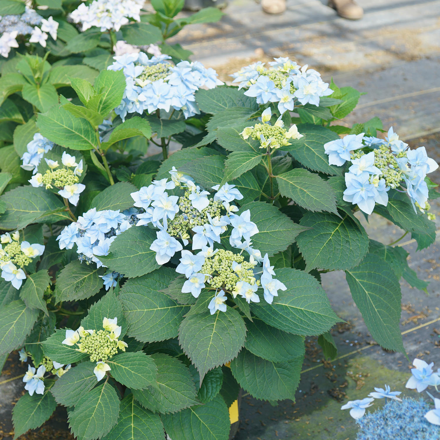 【Hydrangea】 Bluebird Mountain Hydrangea (Hydrangea serrata 'Bluebird