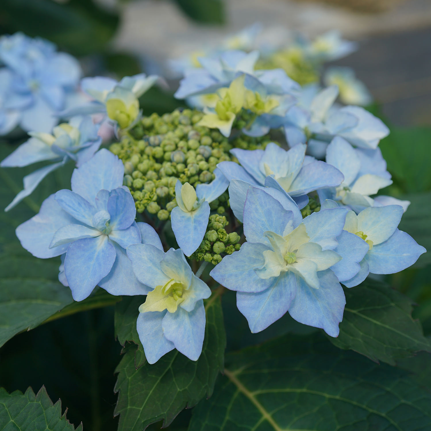 12+ Teal Colored Flowers