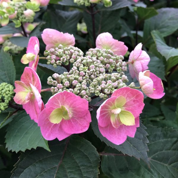 HYDRANGEA TUFF STUFF MOUNTAIN REBLOOMING HYDRANGEA