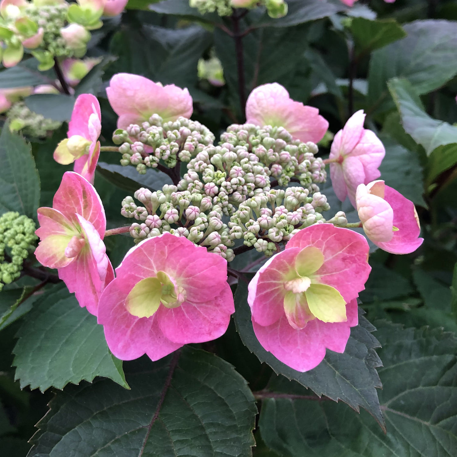 Tuff Stuff™ Hydrangea 