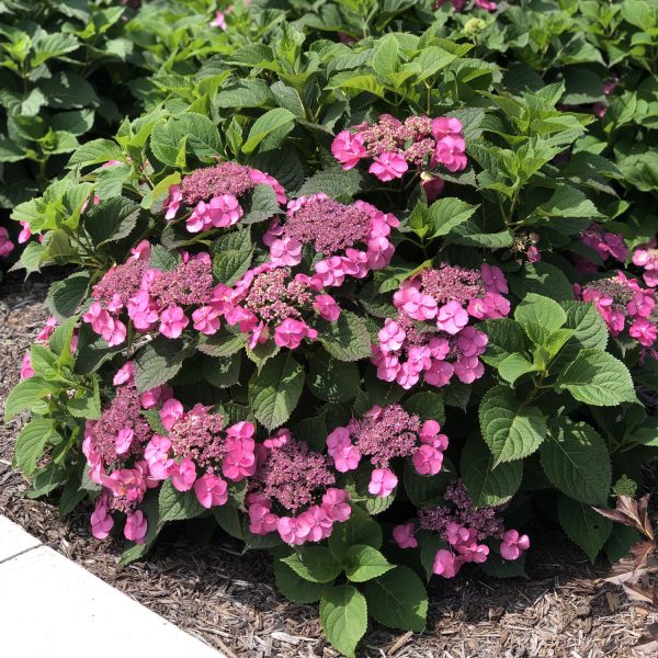 HYDRANGEA TUFF STUFF MOUNTAIN REBLOOMING HYDRANGEA