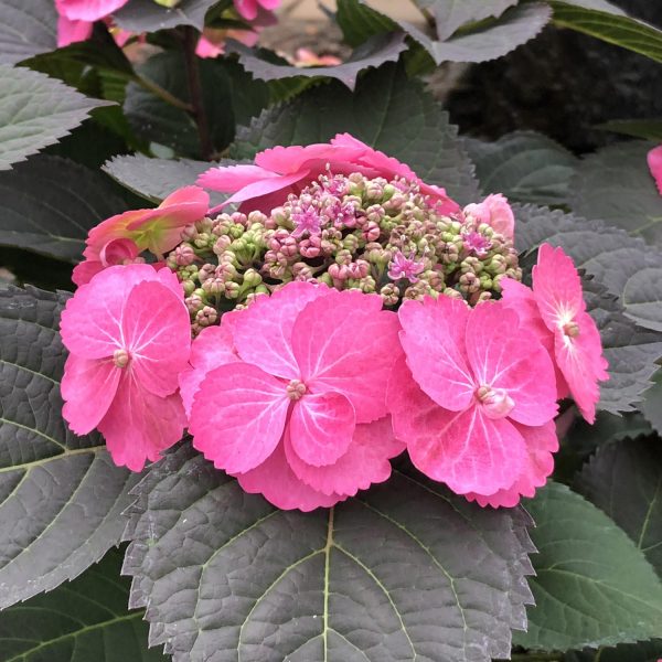 HYDRANGEA TUFF STUFF MOUNTAIN REBLOOMING HYDRANGEA