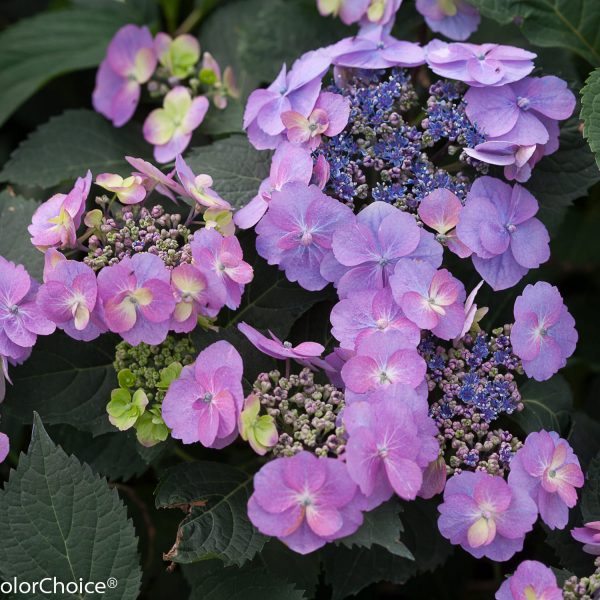 HYDRANGEA TUFF STUFF MOUNTAIN REBLOOMING HYDRANGEA