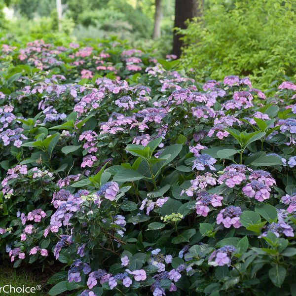 HYDRANGEA TUFF STUFF MOUNTAIN REBLOOMING HYDRANGEA