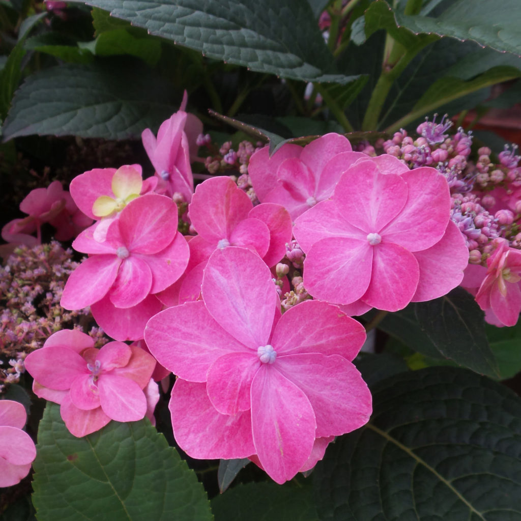 HYDRANGEA TUFF STUFF RED MOUNTAIN HYDRANGEA