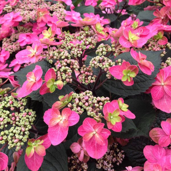 HYDRANGEA TUFF STUFF RED MOUNTAIN HYDRANGEA