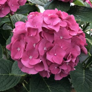 HYDRANGEA WEE BIT GIDDY BIGLEAF HYDRANGEA