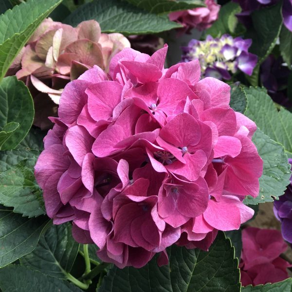 HYDRANGEA WEE BIT GIDDY BIGLEAF HYDRANGEA