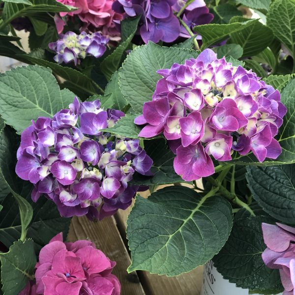 HYDRANGEA WEE BIT GIDDY BIGLEAF HYDRANGEA