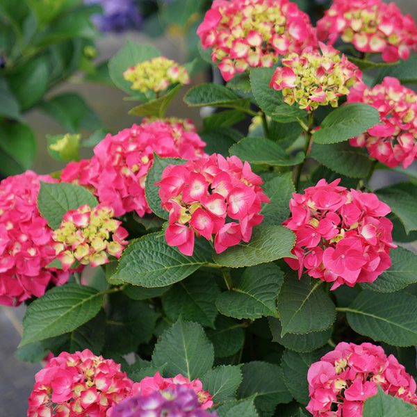 HYDRANGEA WEE BIT GIDDY BIGLEAF HYDRANGEA