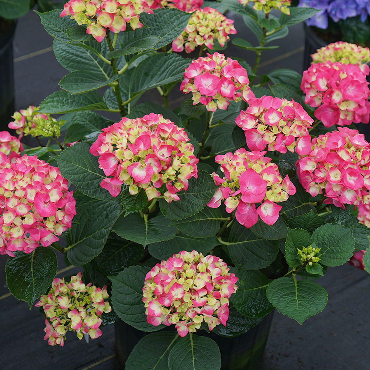 Image of Wee Bit Giddy hydrangea in vase