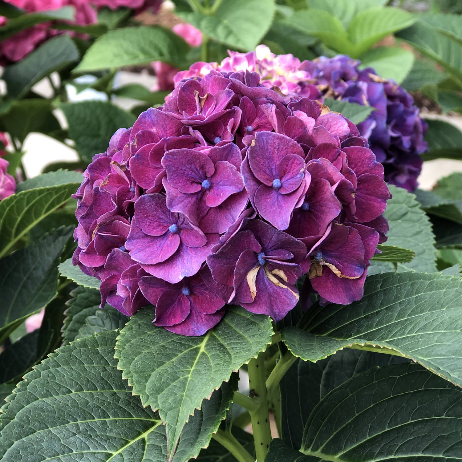 Image of Wee Bit Grumpy hydrangea in a mixed border