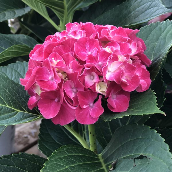 HYDRANGEA WEE BIT GRUMPY BIGLEAF HYDRANGEA