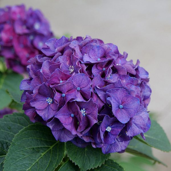 HYDRANGEA WEE BIT GRUMPY BIGLEAF HYDRANGEA