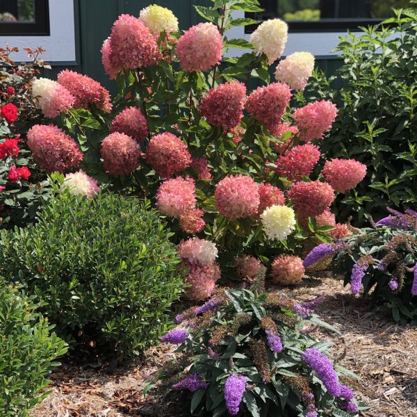 HYDRANGEA ZINFIN DOLL PANICLE HYDRANGEA