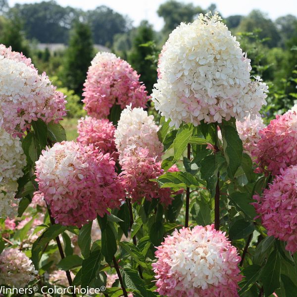 HYDRANGEA ZINFIN DOLL PANICLE HYDRANGEA