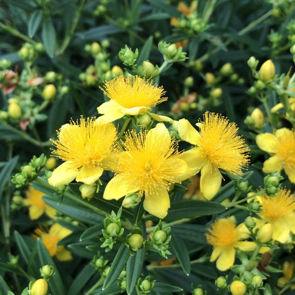 HYPERICUM BLUES FESTIVAL ST JOHNS WORT