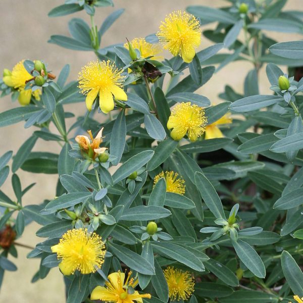 HYPERICUM BLUES FESTIVAL ST JOHNS WORT