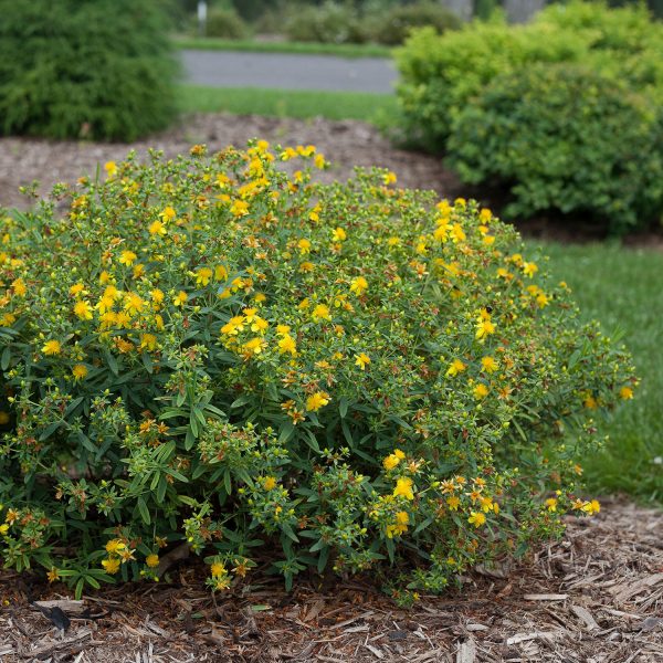 HYPERICUM BLUES FESTIVAL ST JOHNS WORT