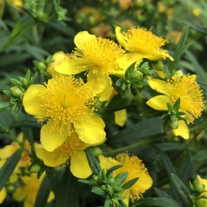 St. John's Wort - Hypericum