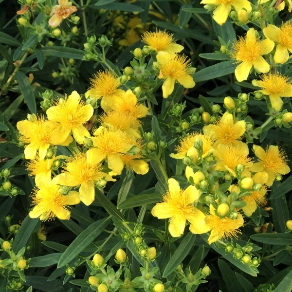 HYPERICUM SUNNY BOULEVARD ST JOHNS WORT