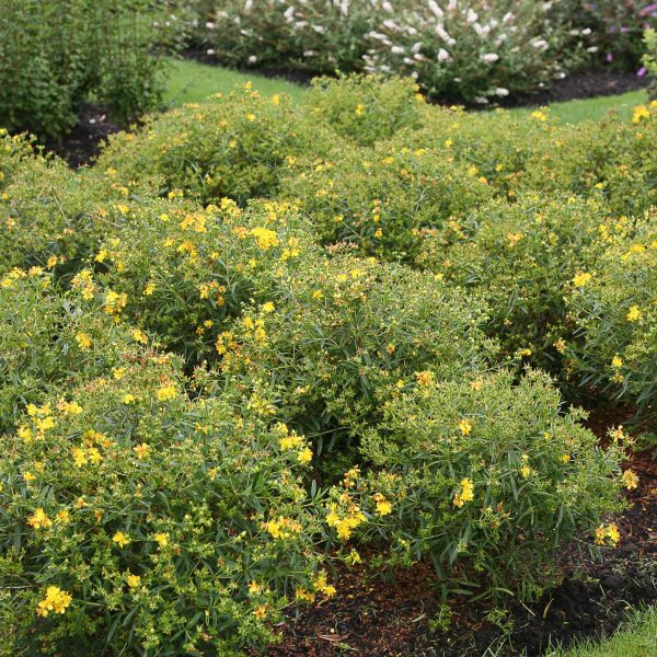 HYPERICUM SUNNY BOULEVARD ST JOHNS WORT