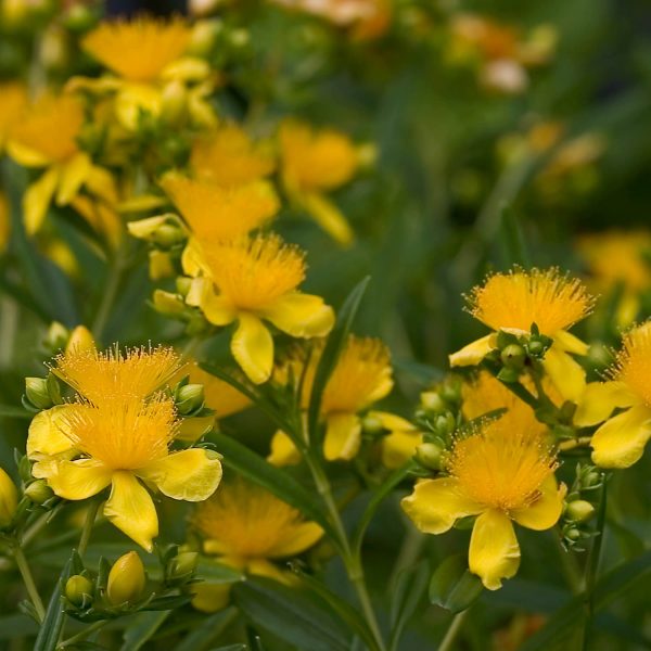 HYPERICUM SUNNY BOULEVARD ST JOHNS WORT